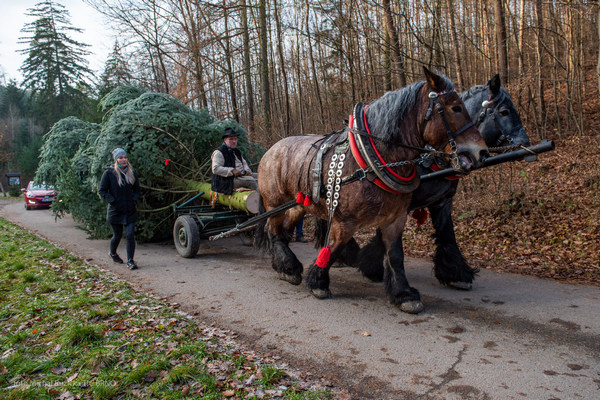 Vánoční strom přivezlo do Brna koňské spřežení 