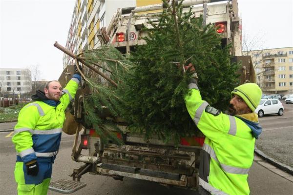 Hradec Králové se chystá na svoz vánočních stromků 